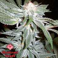 Illuminati Seeds Straight Jacket